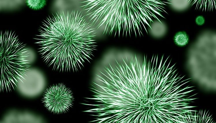 bakterie infekcie virusy plesne